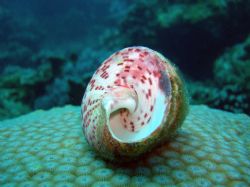 Shell is sitting on a hard coral. by Joanne Sim 